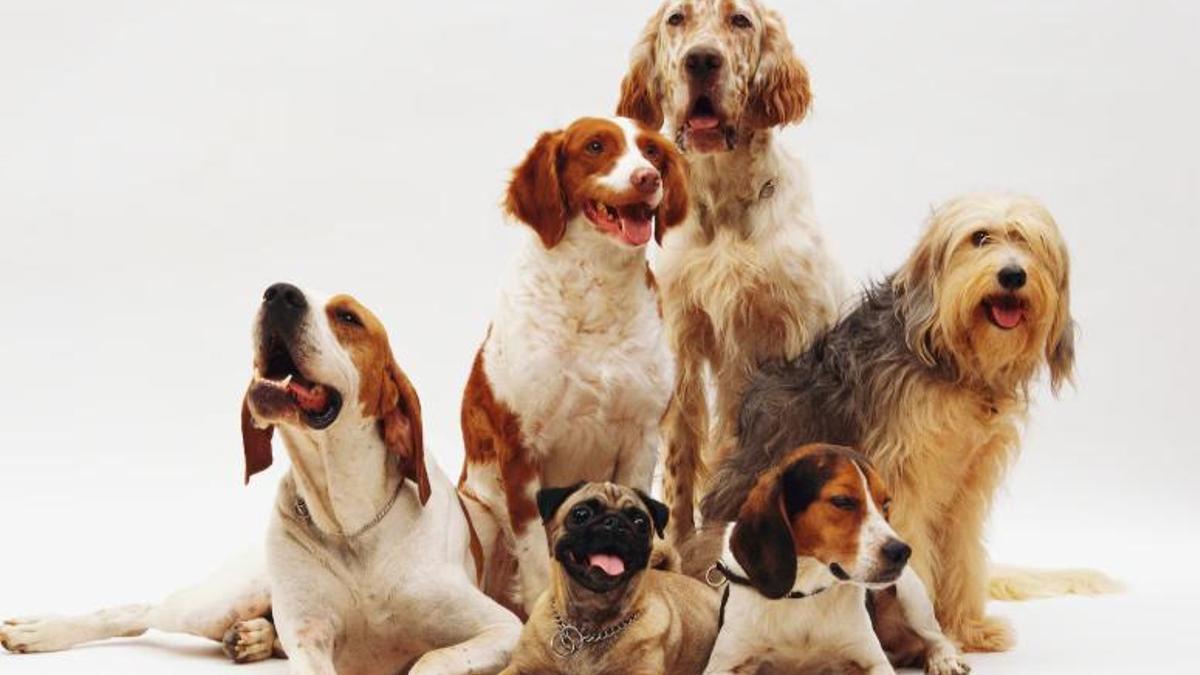 I tu, quina raça tens?