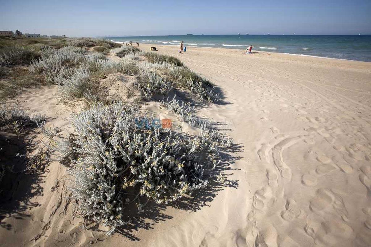 Playa L' Arbre del Gos en Valencia