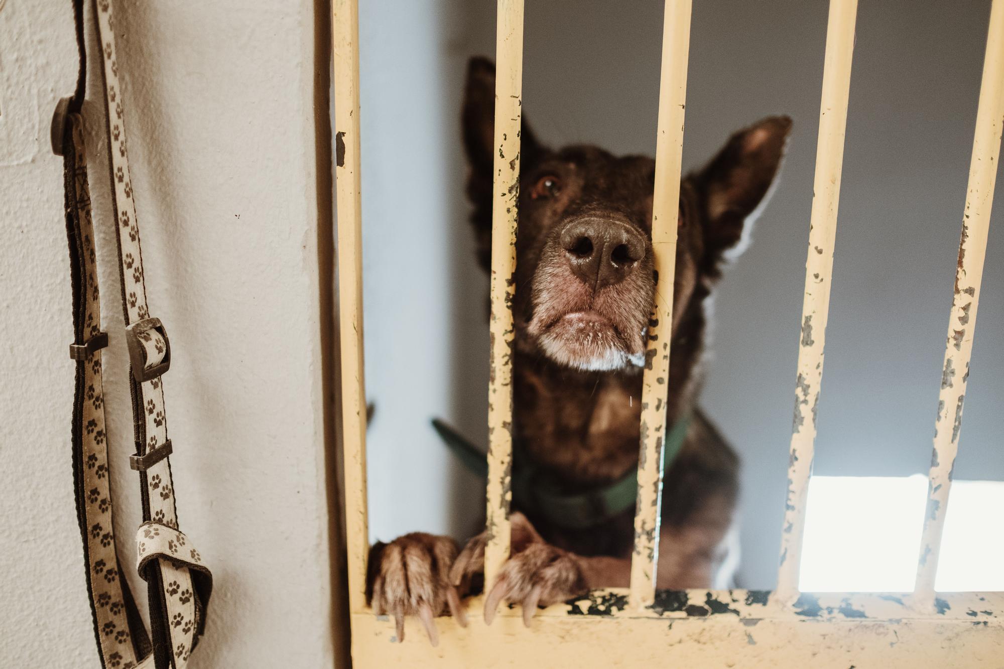 Abandono de perros y gatos en Mallorca: faltan voluntarios en Son Reus