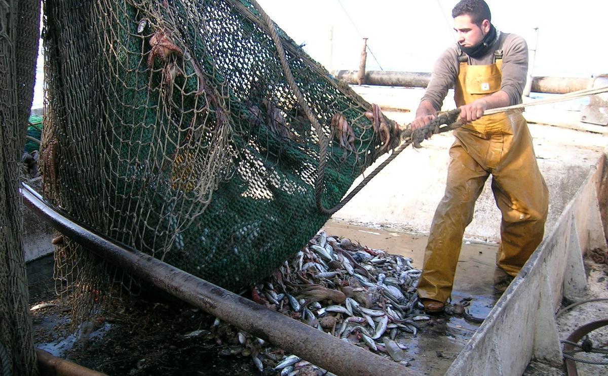 La pesca de arrastre o palangre atrapa también a muchas aves marinas