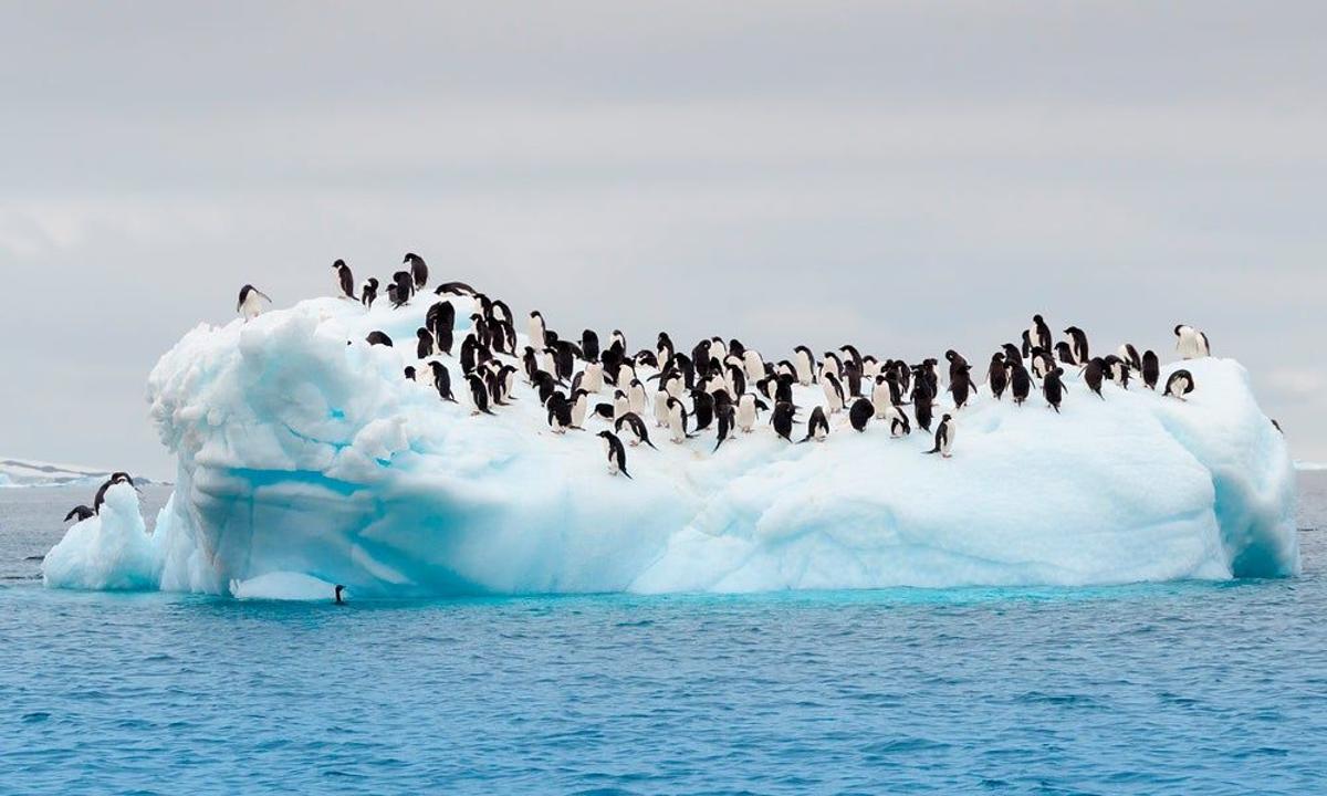 Pingüino de Adelia, en la Antártida