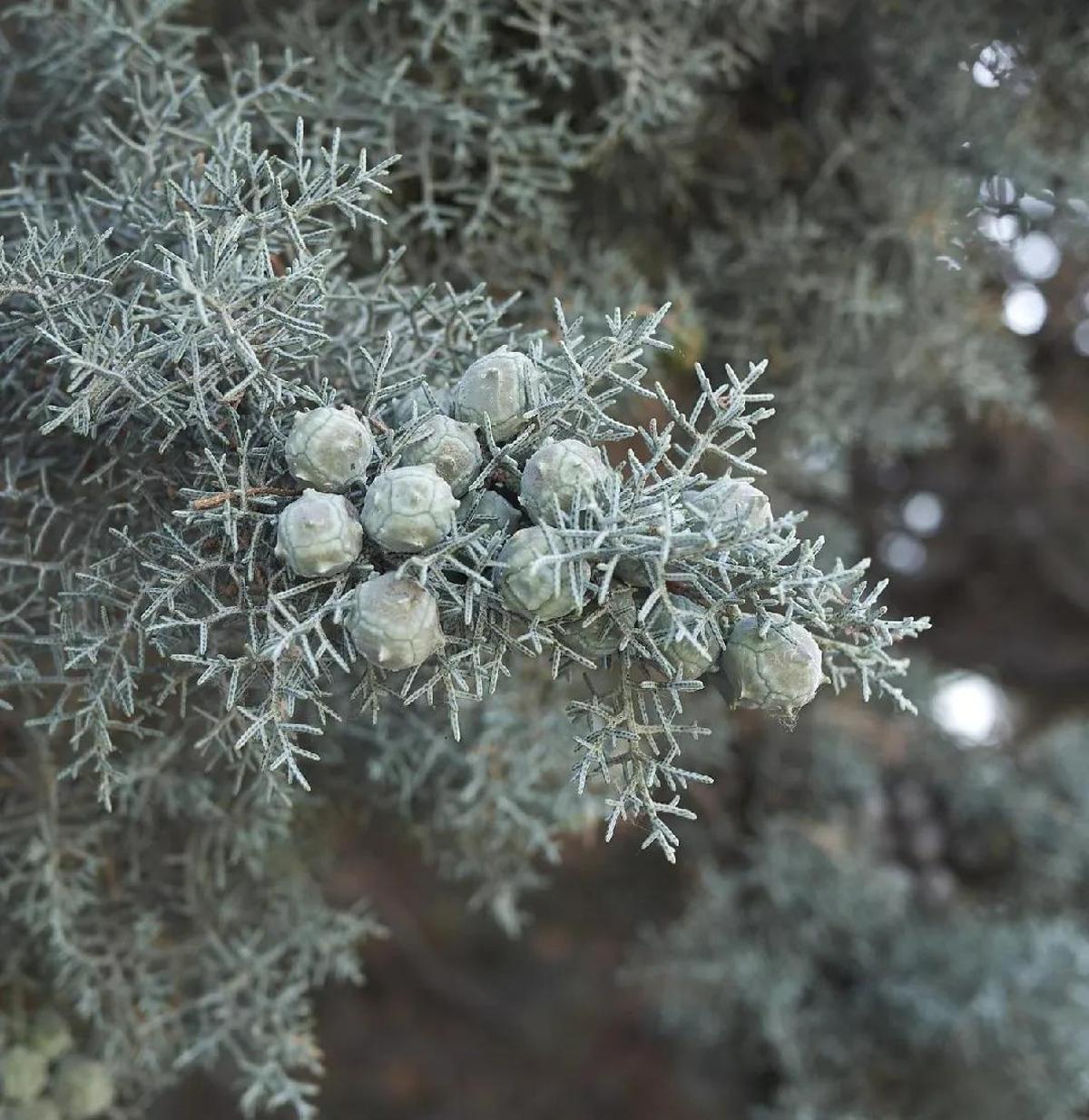 Piñas del ciprés de arizona.