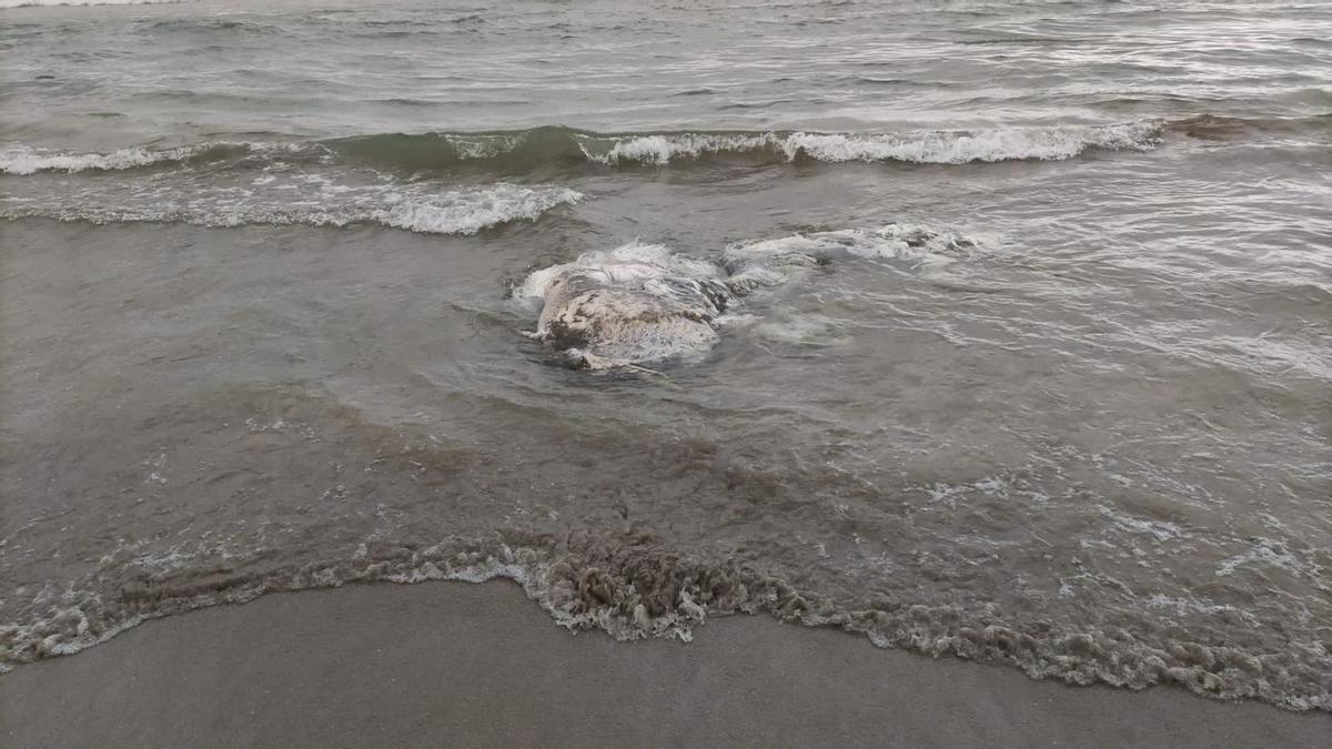 Su presencia alertó a las personas que pasaban por la playa.