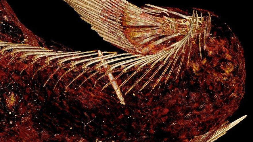La cola de la momia sirena está cubierta con piel de un escado blanco de agua salada conocido como corvina.