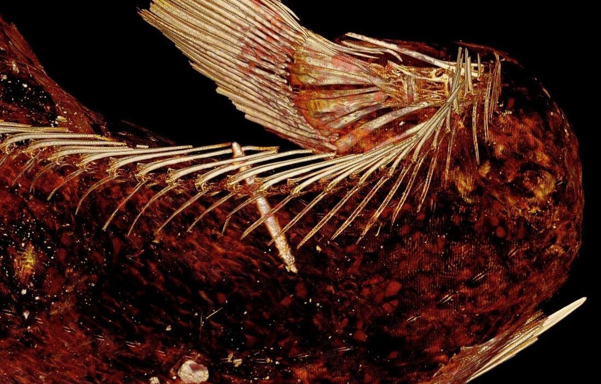 La cola de la momia sirena está cubierta con piel de un escado blanco de agua salada conocido como corvina.