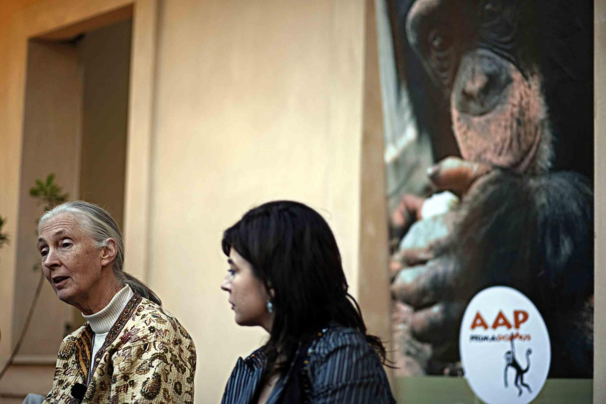 Fallece Jane Goodall, madrina de Primadomus y ‘honoris causa’ por la Universidad de Alicante