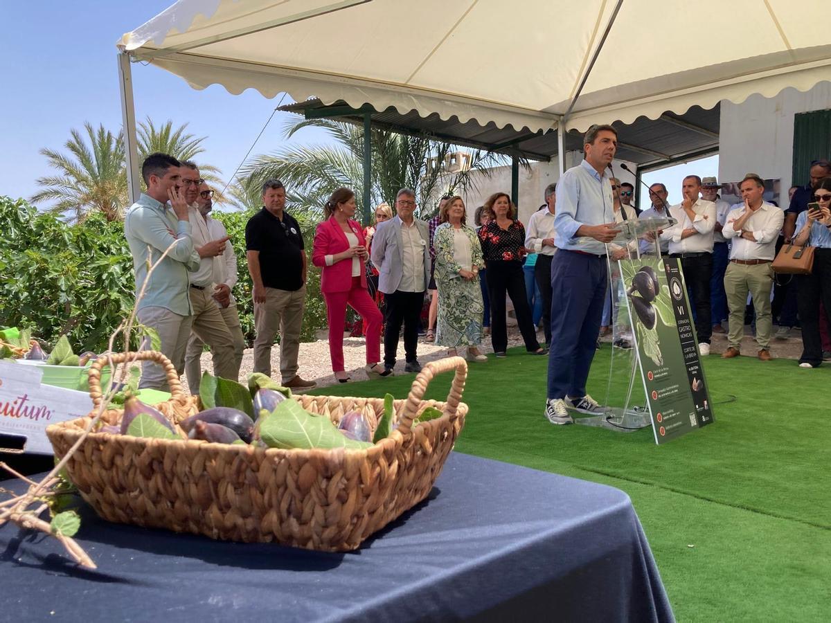 Acto del corte de la breva en Albatera 2024 Acto del corte de la breva en Albatera 2024