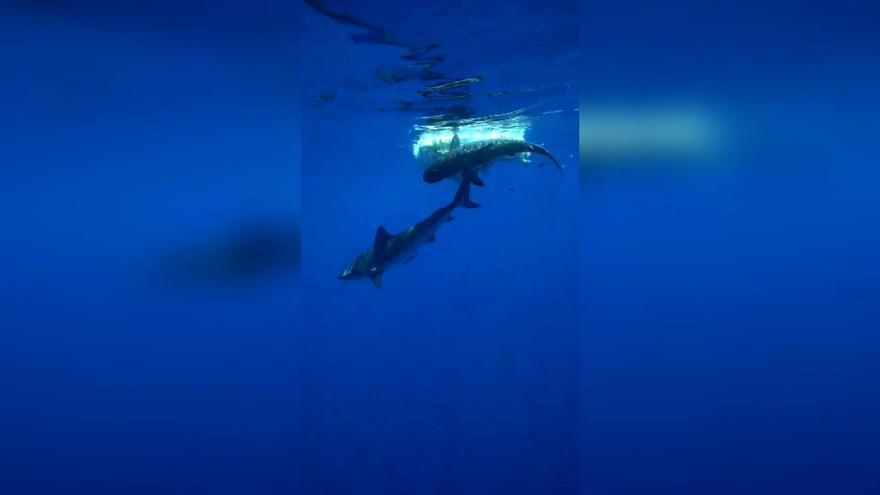 Graban dos especies de tiburón gigante compartiendo festín