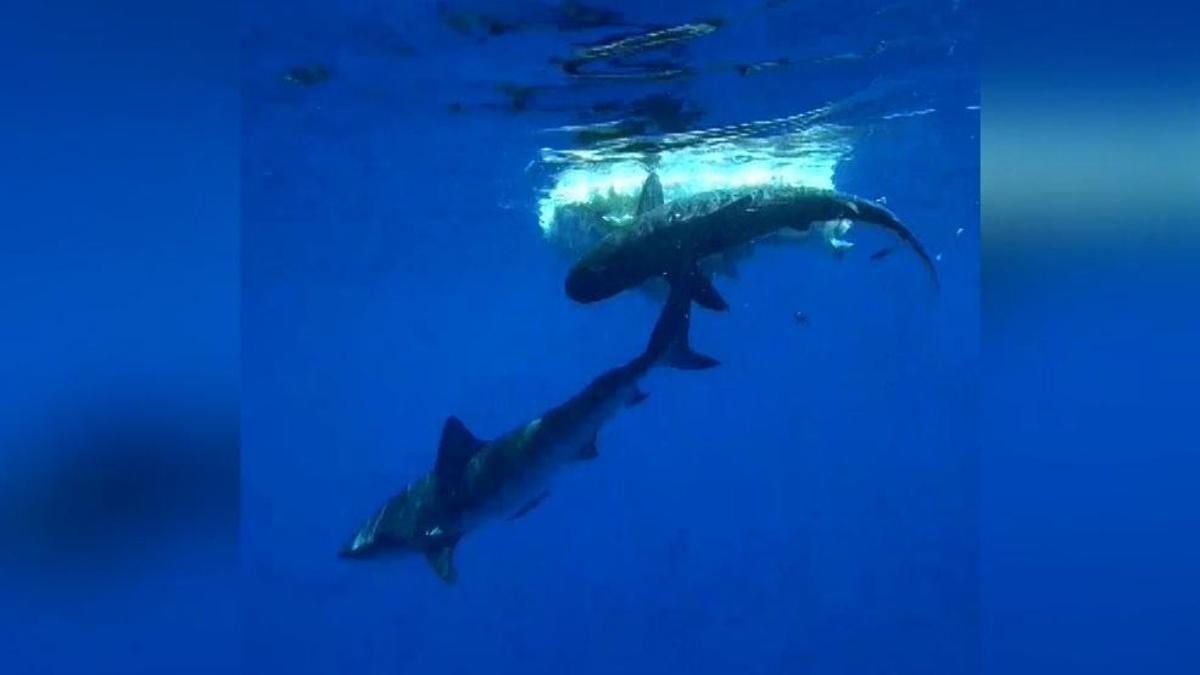 tiburones