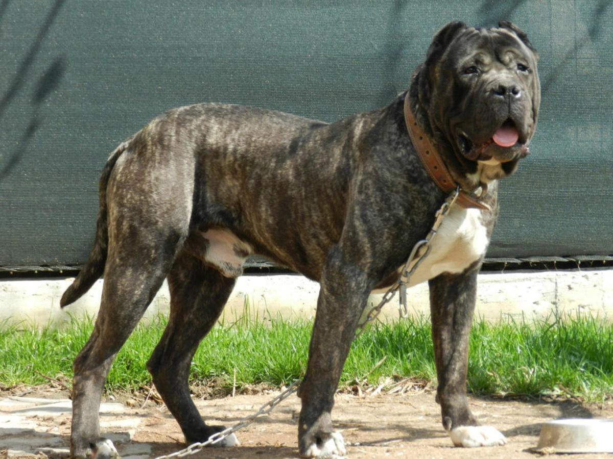 Presa canario o dogo canario: una de las razas de perros de caza más demandadas en España