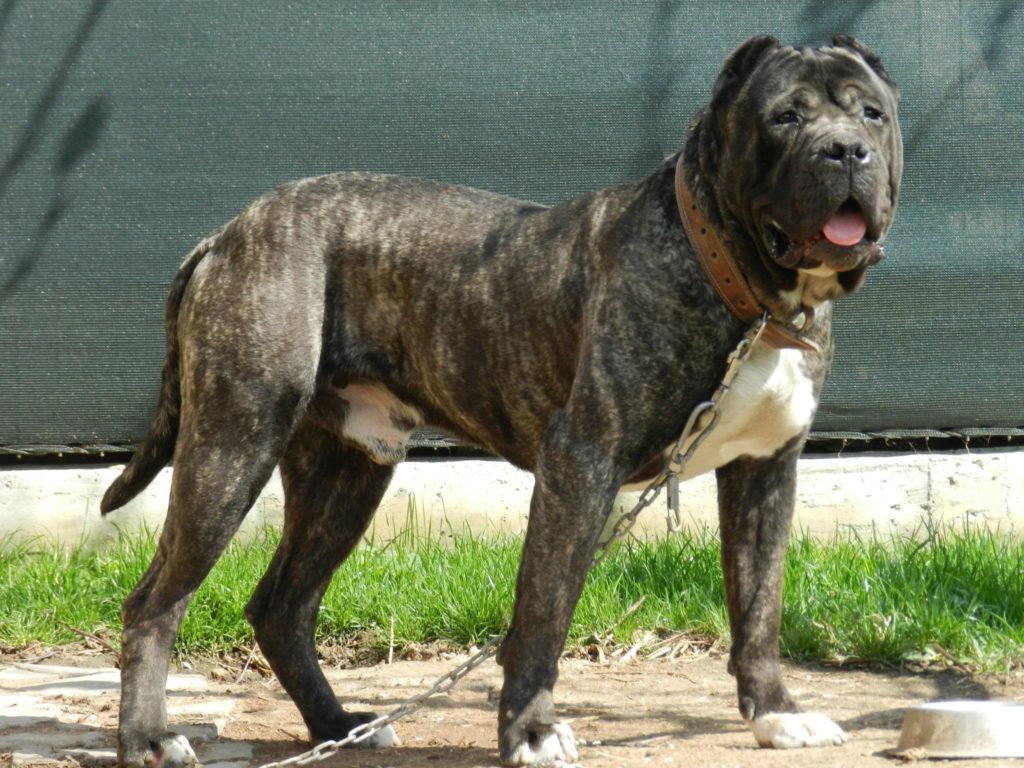 Presa canario o dogo canario: una de las razas de perros de caza más demandadas en España