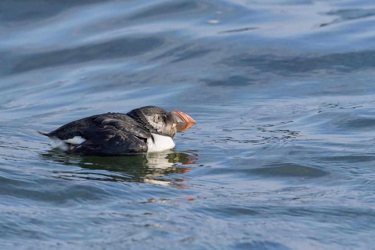 Un frailecillo debilitado por los temporales, dentro de la ría de Arousa.