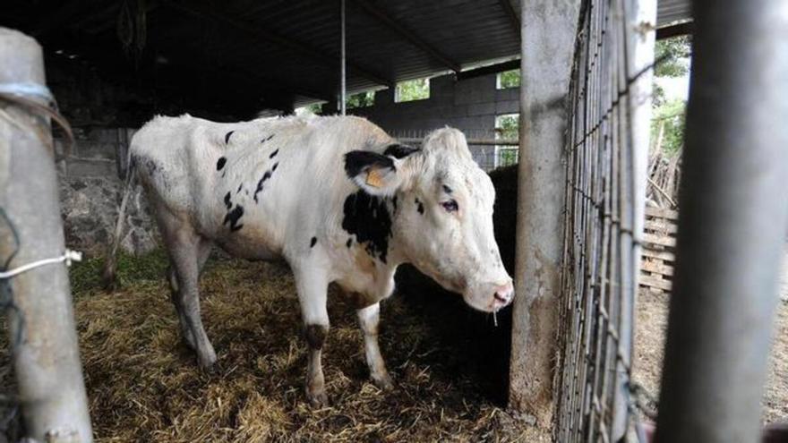 Muere un hombre aplastado por una vaca en el concello lucense de Muras