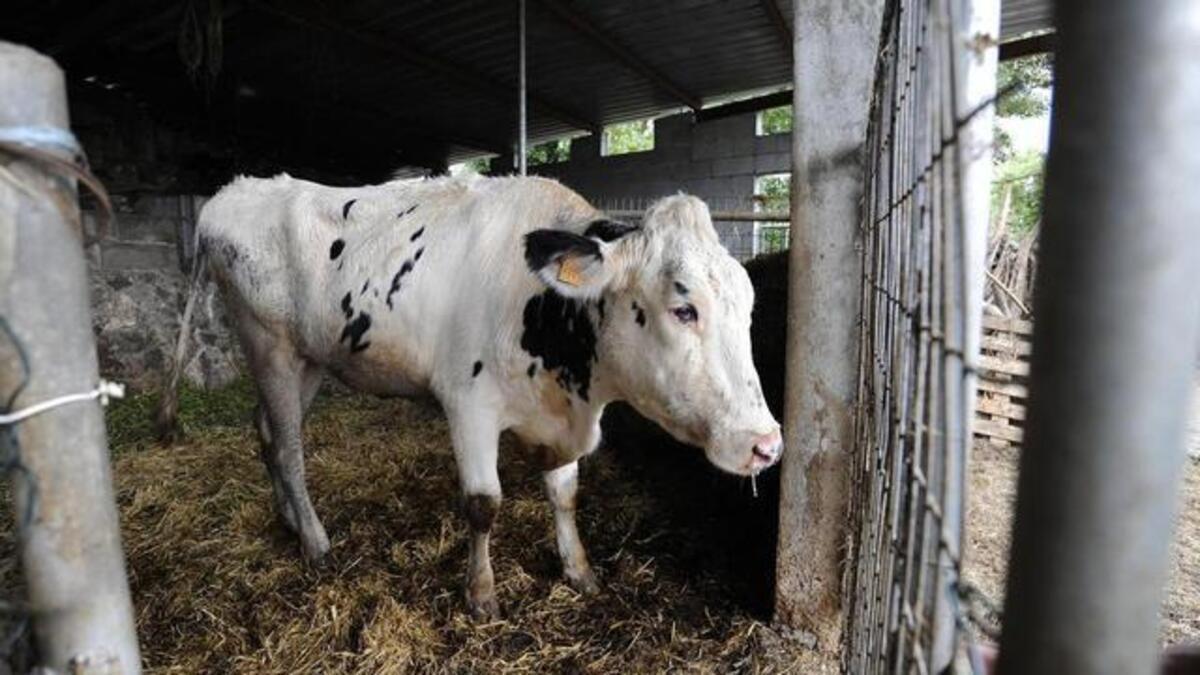 La víctima falleció aplastada por una vaca en una propiedad familiar