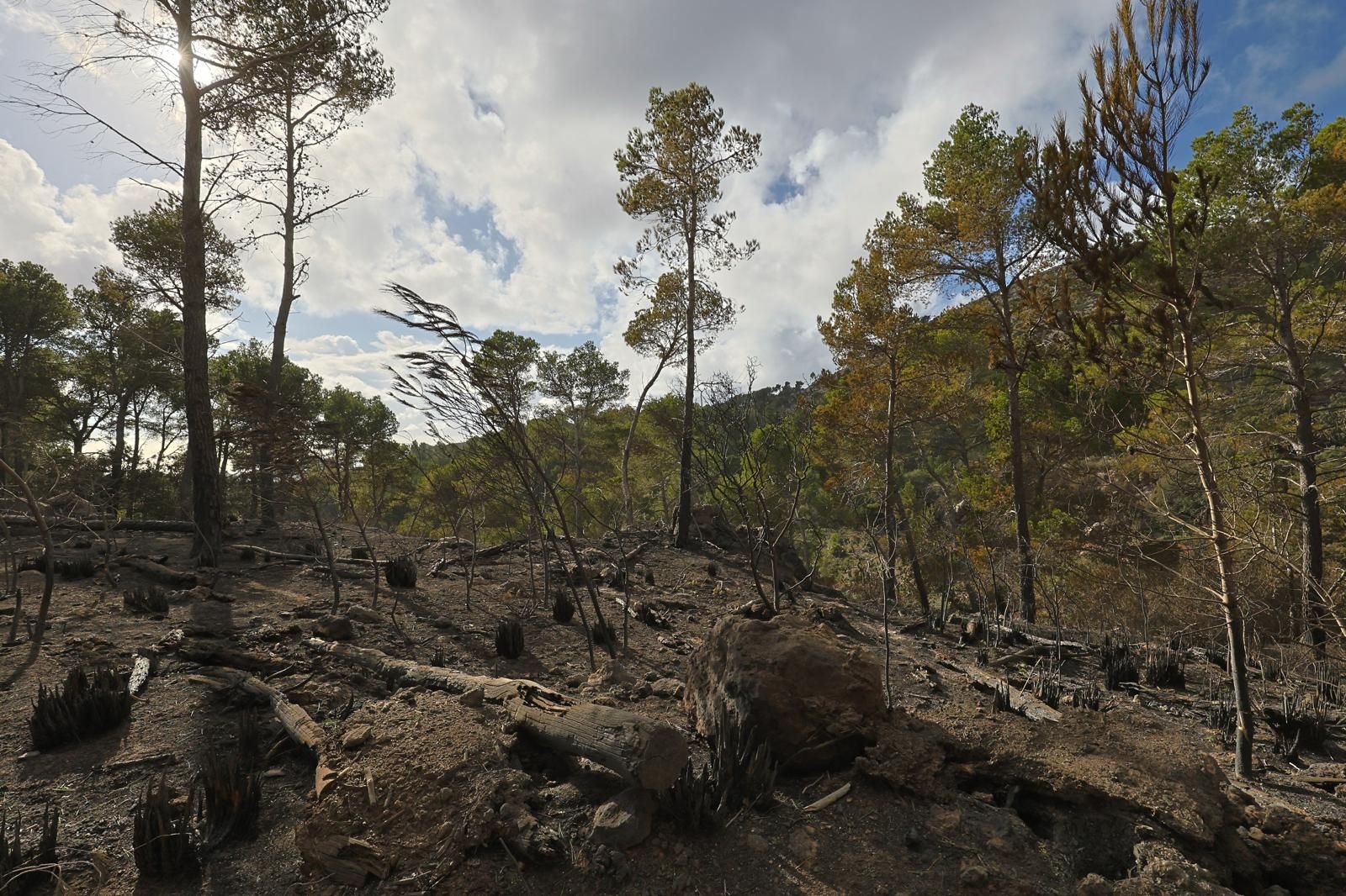FOTOS | Dan por controlado el incendio de Andratx