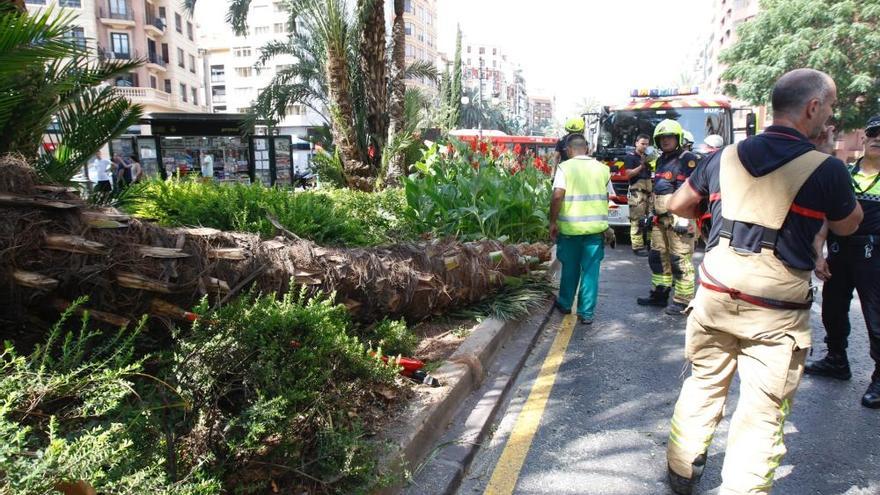 Reabren Marqués del Túria tras caer una palmera a la calzada