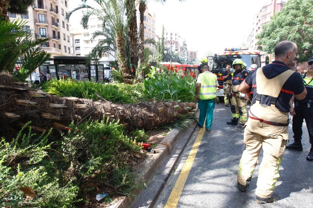 Cae una palmera en Marqués del Túria, en Valencia.