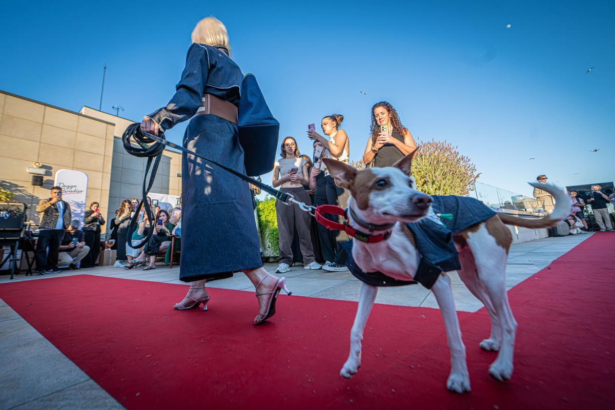Perros participan en el desfile de alta costura y accesorios de lujo para mascotas organizado por la firma Doggo Paradiso, con diseños de la nueva colección de Anthony Sanchez.  Una cita dedicada a la moda y el lujo para animales de compañía en el Hotel ME de Barcelona. A 26 de mayo de 2026. On Barcelona. AUTOR: Manu Mitru | EPC