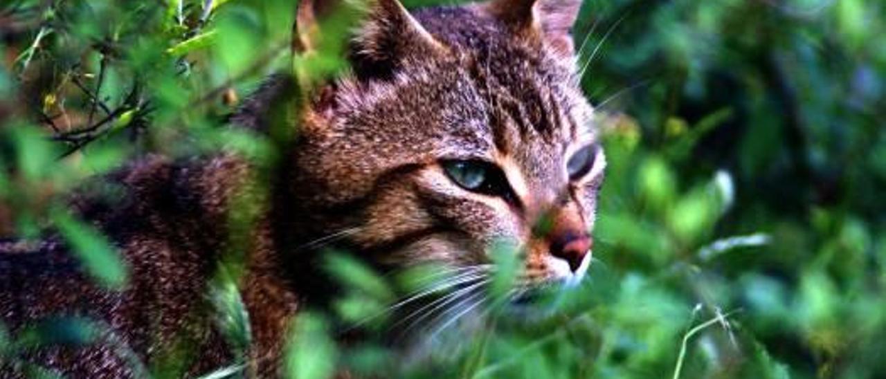 La exposición de las fotografías de fauna salvaje realizadas en la Sierra del Maigmó y Sierra del Cid podrá visitarse en el Forn Cultural de Petrer hasta el próximo domingo, de 18.30 a 20.30 horas.