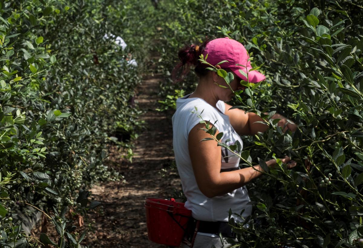 Una trabajadora durante la recolección de un cultivo en una finca de Huelva.