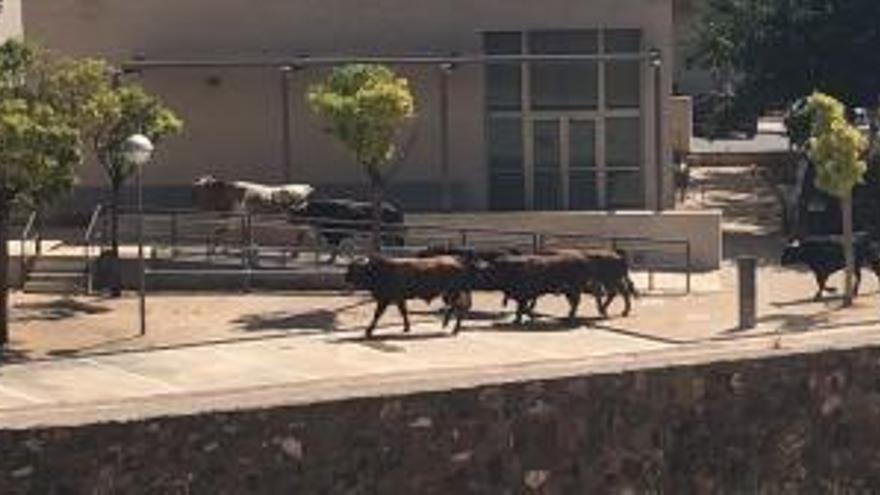 Se escapan los toros del encierro de La Vall d'Uixó