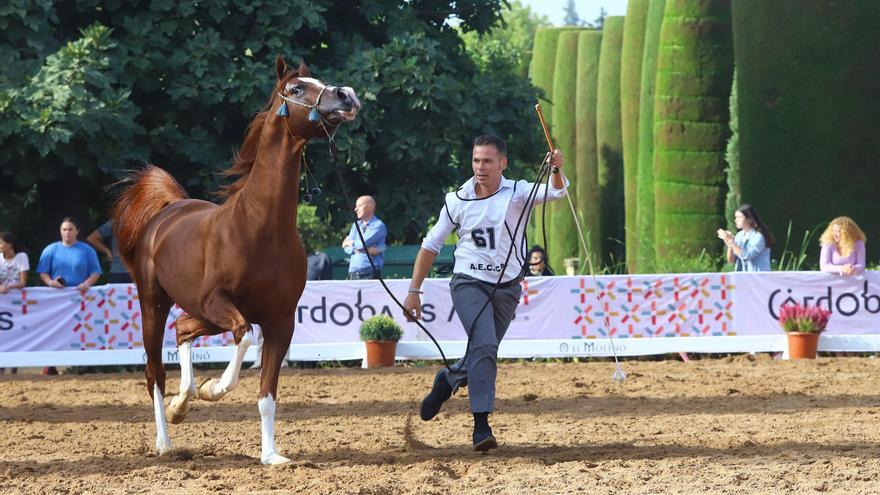 La última jornada del Otoño del Caballo de Córdoba, en imágenes