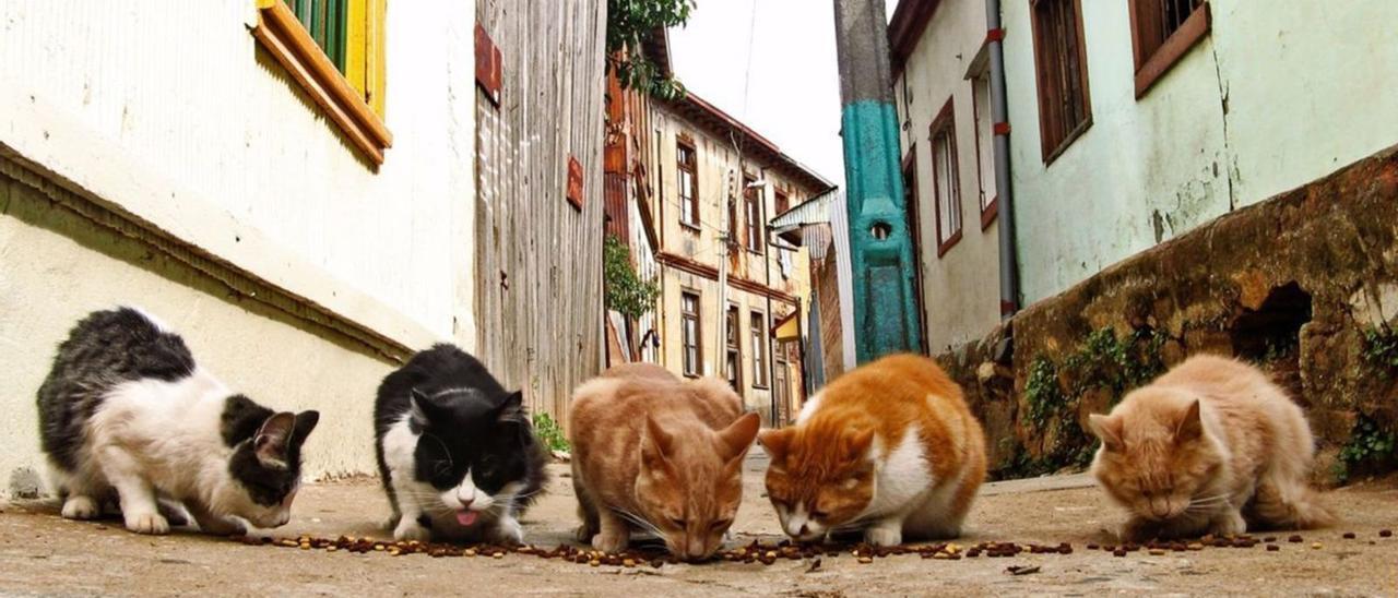 Una colonia de gatos ferales. | L.O.