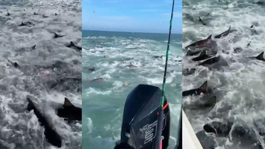 La pesadilla de cualquier bañista: decenas de tiburones hambrientos rodean un barco