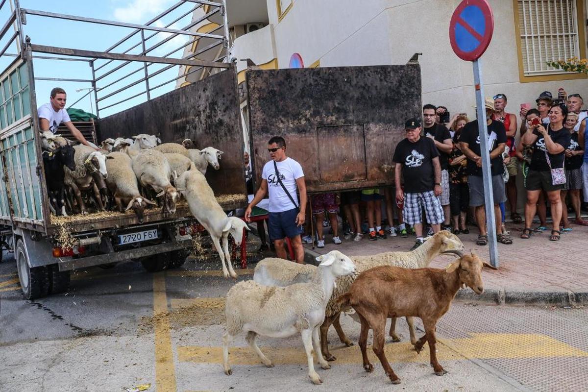 Un rebaño de ovejas recorren la antigua vía pecuar
