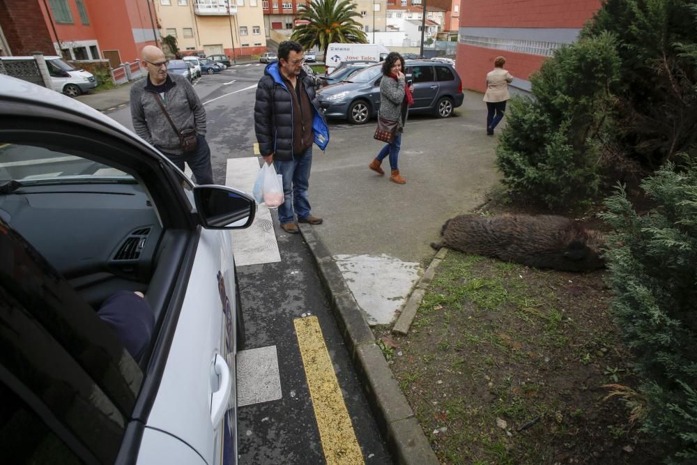 Los vecinos del barrio avilesino de La Magdalena, sorprendidos por el jabalí abatido por la Policía.