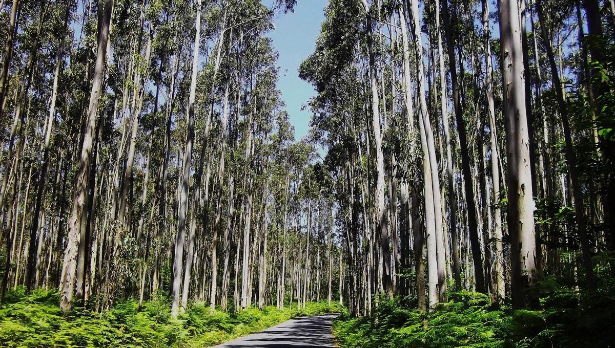 Los eucaliptales son pobres en biodiversidad
