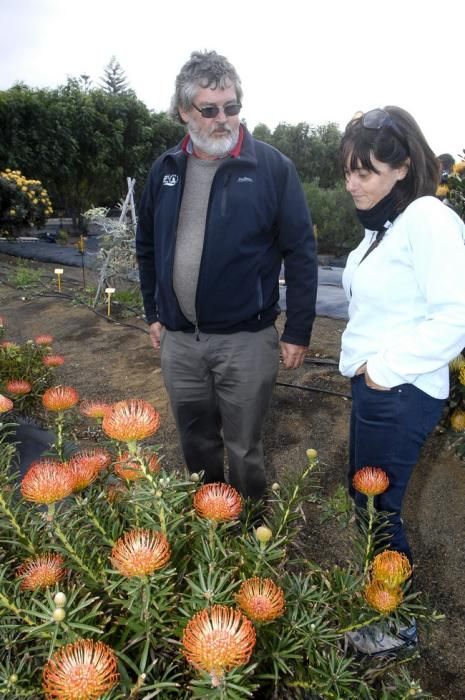 Plantación de proteas