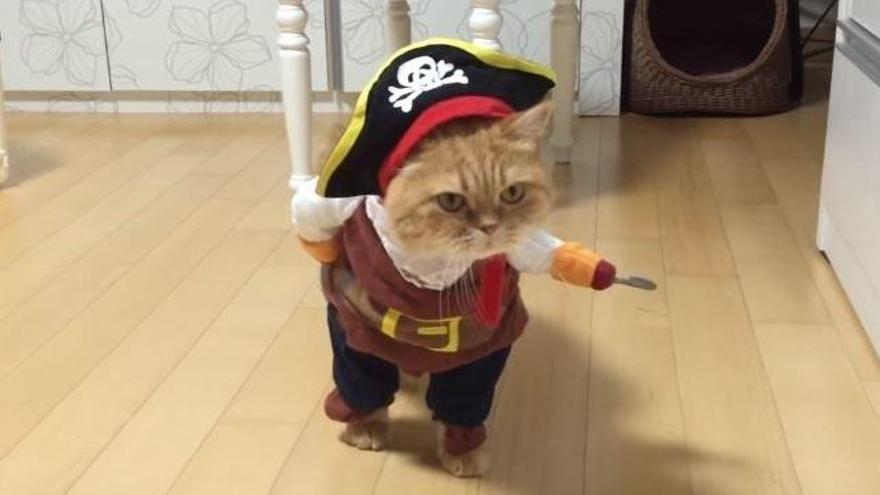 El Gato pirata, fenómeno viral en las redes - Información