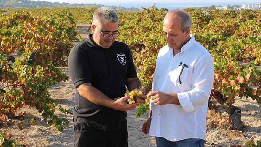 El vino alicantino que cosecha medallas mundiales ¿Sabes cuál es?