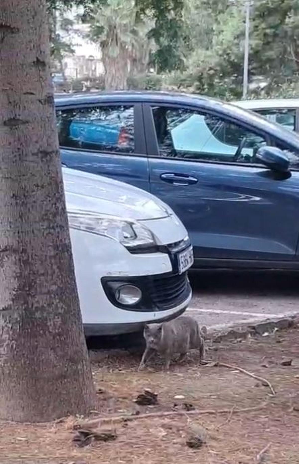 Imágenes de felinos en la zona de las obras y alrededores