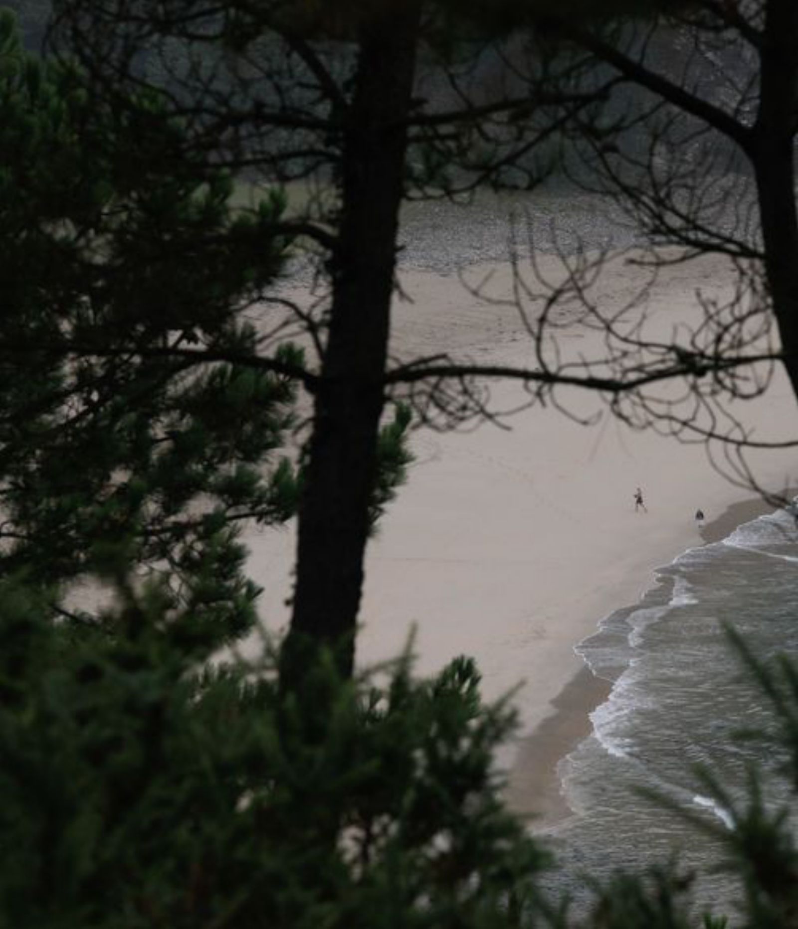 Vista de la playa, entre pinos, desde el mirador de Salamir. | Mara Villamuza 