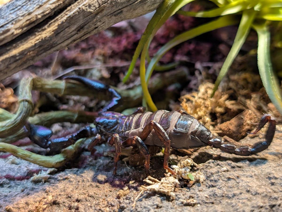 Un escorpion gigante.