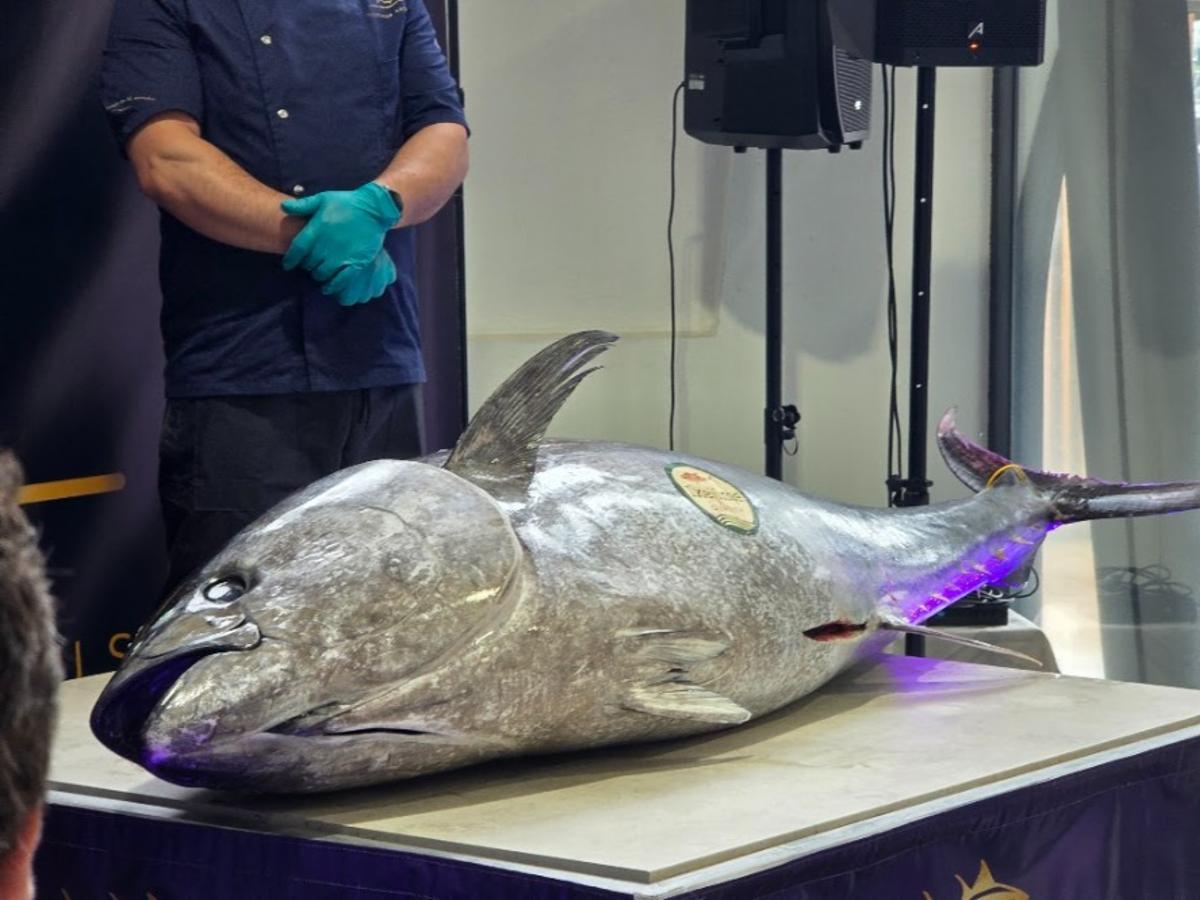 Así se disfrutó del ronqueo de un atún rojo de 200 kilos pescado en las almadrabas gaditanas, organizado por Novomar Arousa y el restaurante La Baldosa, en Vilagarcía.