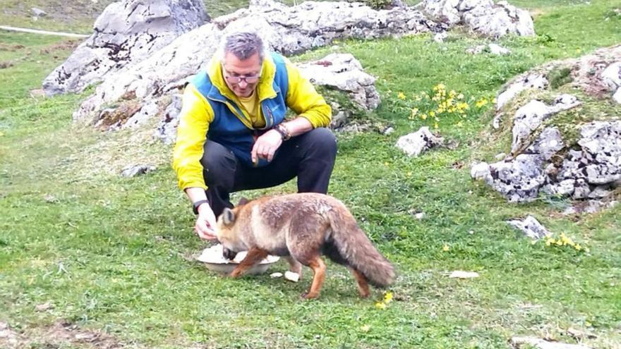 Elasticidad Cuestiones diplomáticas Sinfonía Un cuento de animales en Aller: Manso, el zorro mascota de La Raya - La  Nueva España