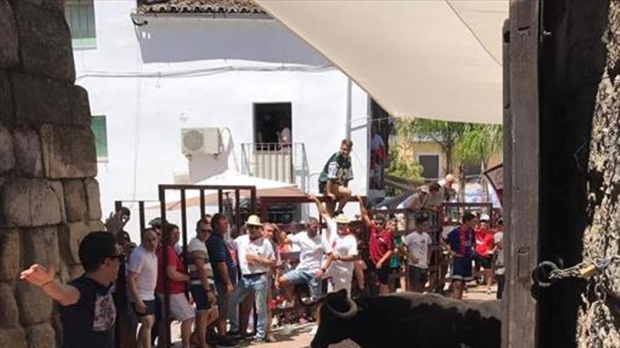 La lidia de una vaquilla abre el programa taurino de San Juan en Coria
