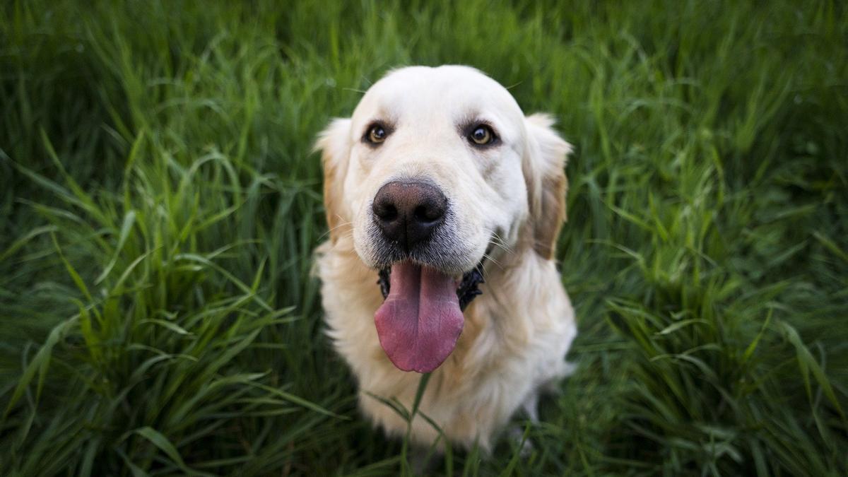 Estos son los comportamientos que tu perro tiene cuando es feliz.