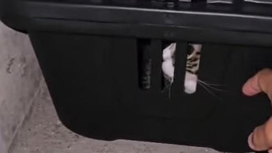 Encuentran a un gato abandonado y «muy asustado» dentro de un transportín en la entrada de un garaje de Marín