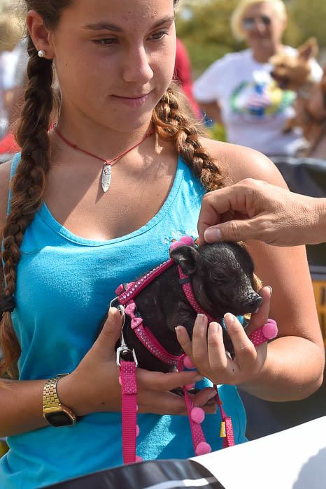 II Feria de mascotas, en Maspalomas