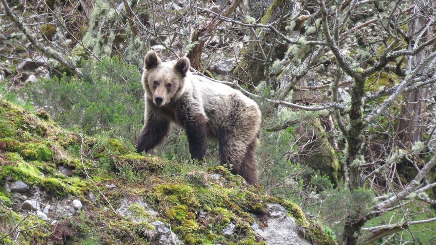 De 50 ejemplares a 370: el oso pardo se recupera en la cordillera cantábrica