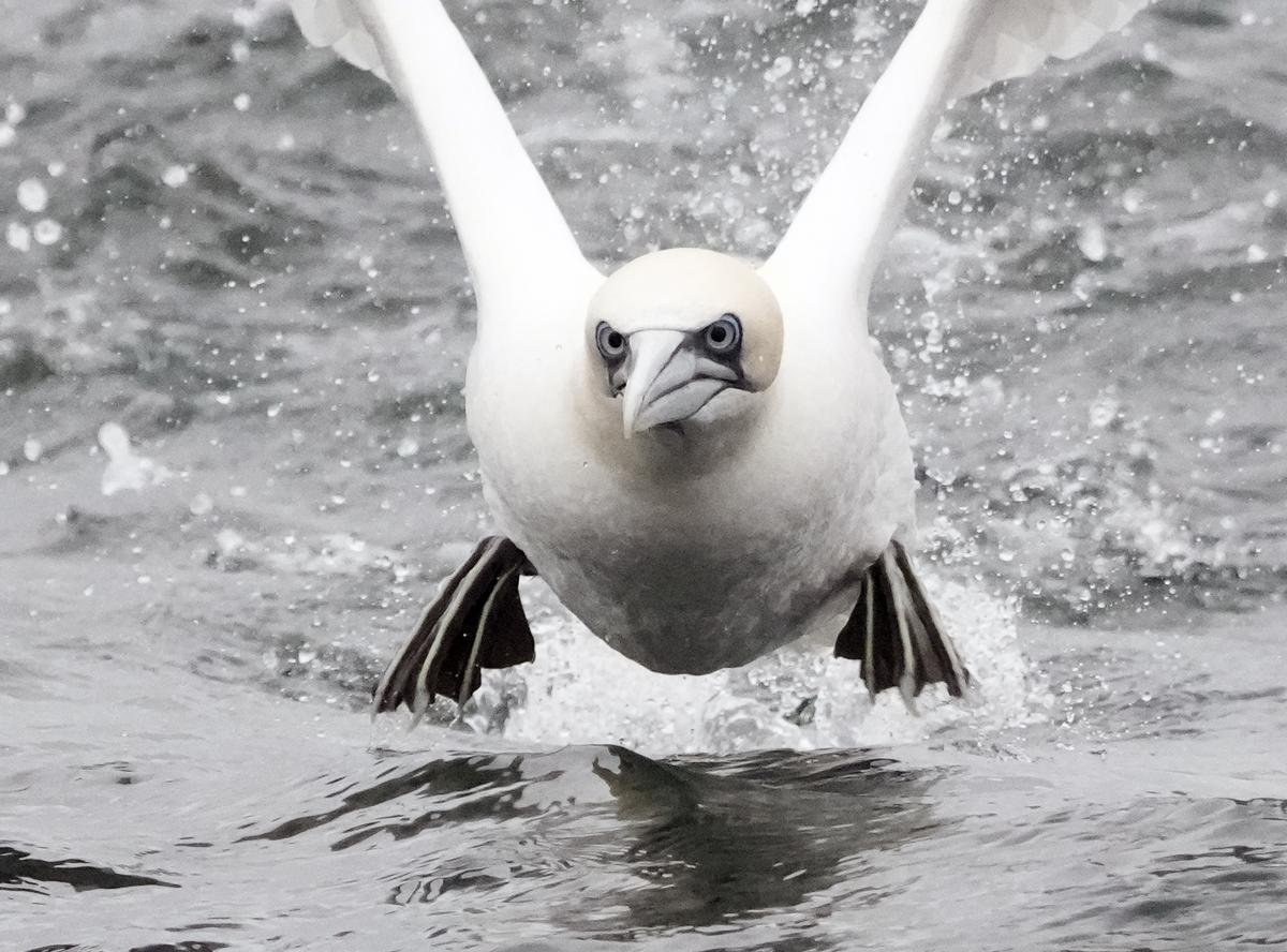 Un alcatraz atlántico (Morus bassanus).