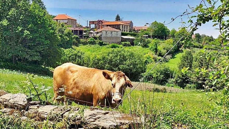 Paca, la última vaca que queda en la aldea, pastando a sus anchas.