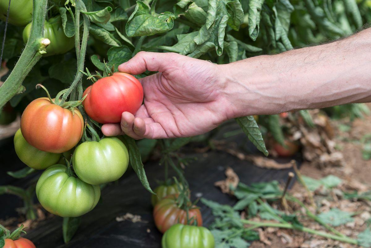 Ametller Origen tiene más de 1.600 ha de campo en todo el eje mediterráneo