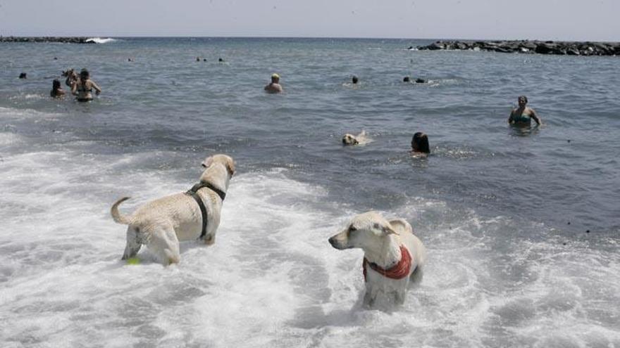 Imagen de archivo de varios perros en una playa de Tenerife.