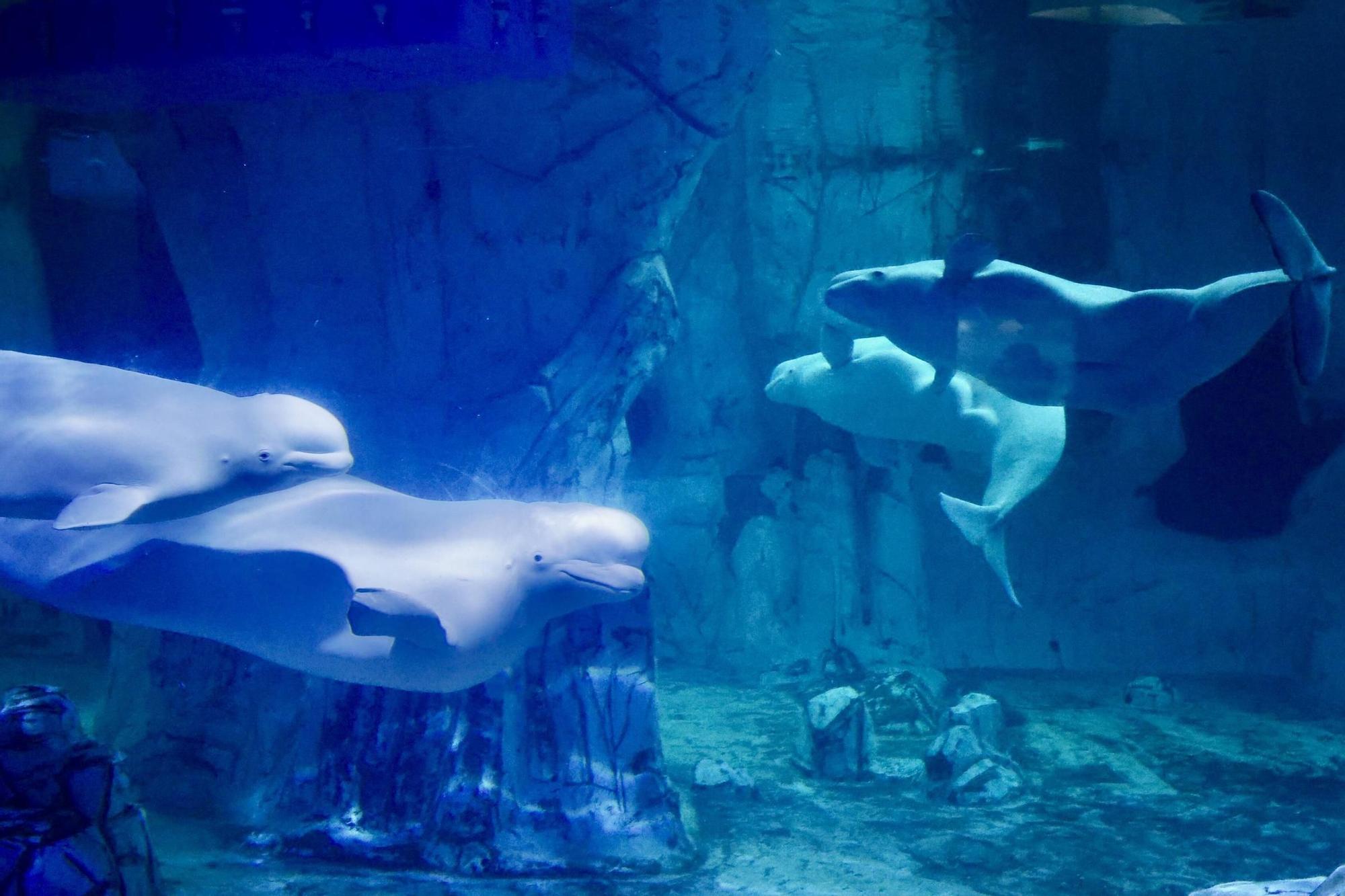 Las cuatro belugas del Oceanogràfic ya nadan juntas en València