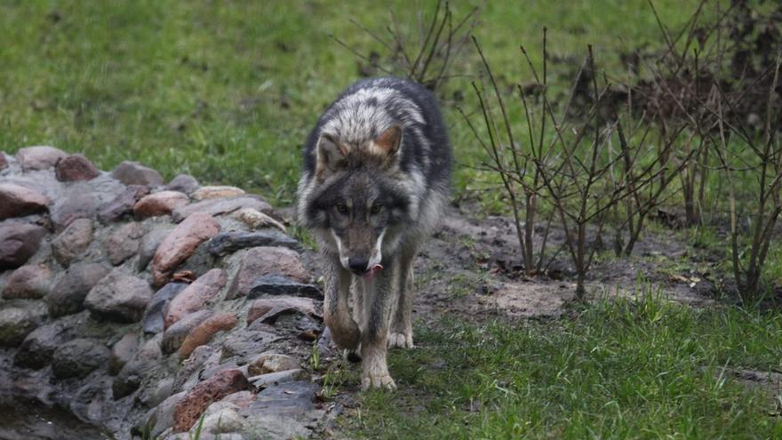 El aumento de la población de lobo, un riesgo según los cazadores
